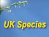 UK Species